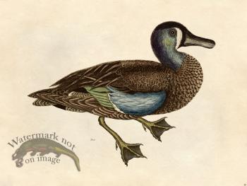 Duck - Tribute Bd 40